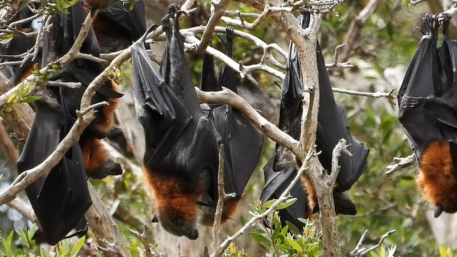 狐蝠屬 - ML649214984