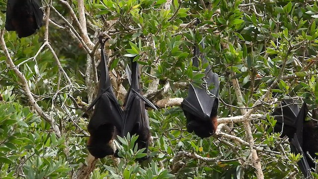 狐蝠屬 - ML649214988