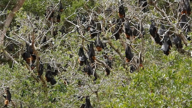 狐蝠屬 - ML649215155