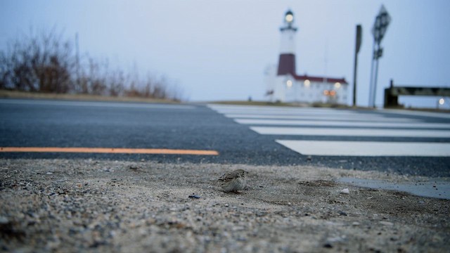 Cassin's Sparrow - ML649215250