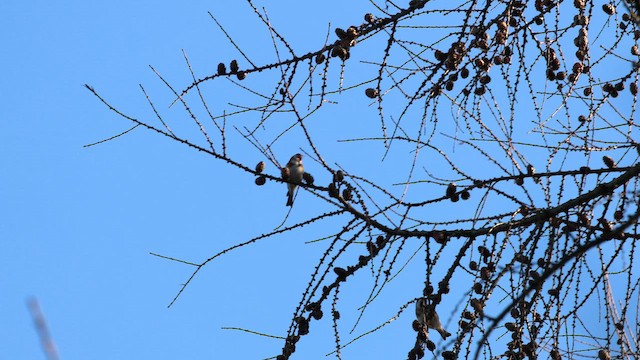 European Goldfinch - ML649215455