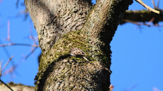 Short-toed Treecreeper - ML649215463