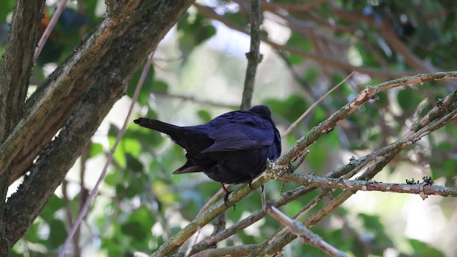 Merle noir - ML649215485