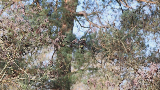 黃雀 - ML649215499