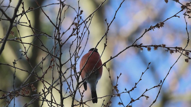 歐亞鷽 - ML649215536