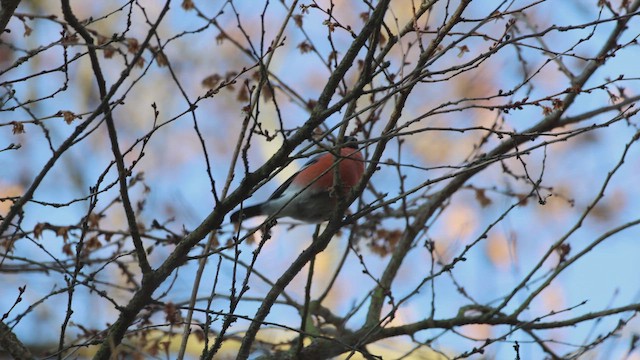 Eurasian Bullfinch - ML649215542