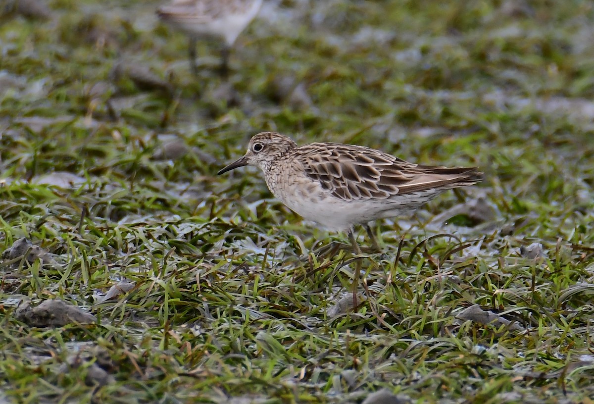 Sharp-tailed Sandpiper - ML649215622