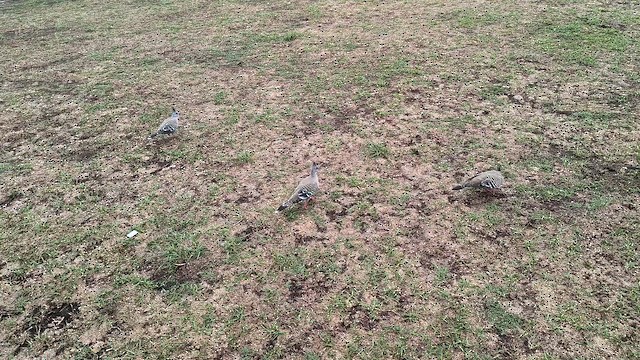Crested Pigeon - ML649215631