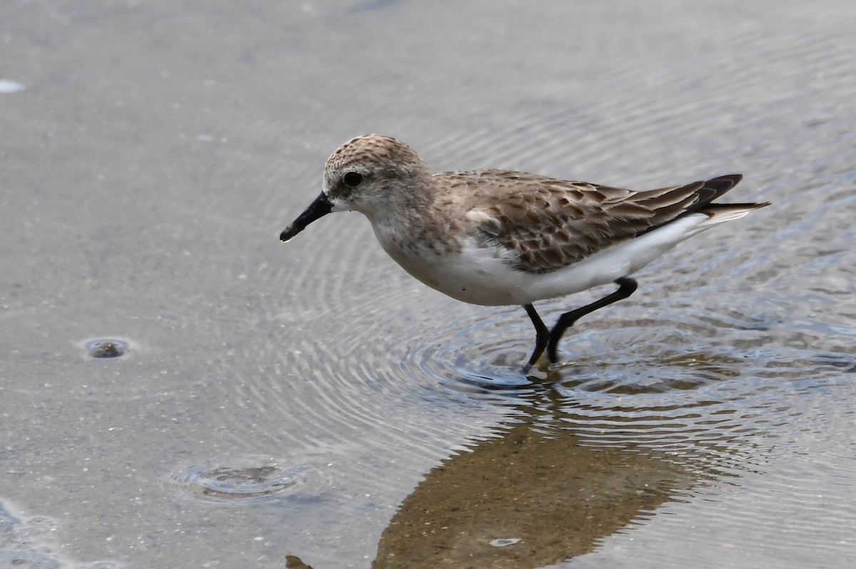 Gambecchio collorosso - ML649215640