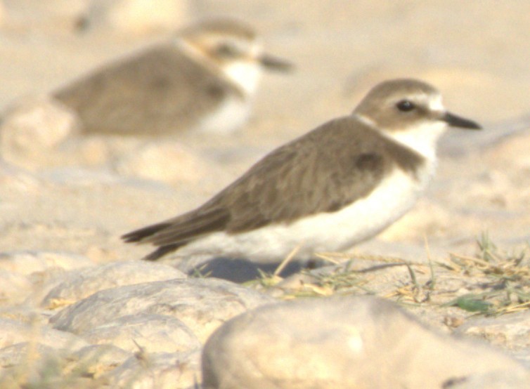 Tibetan Sand-Plover - ML649215687
