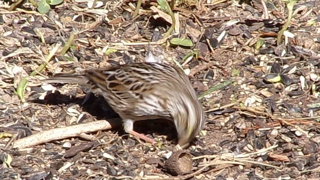 稀樹草鵐 - ML649215730