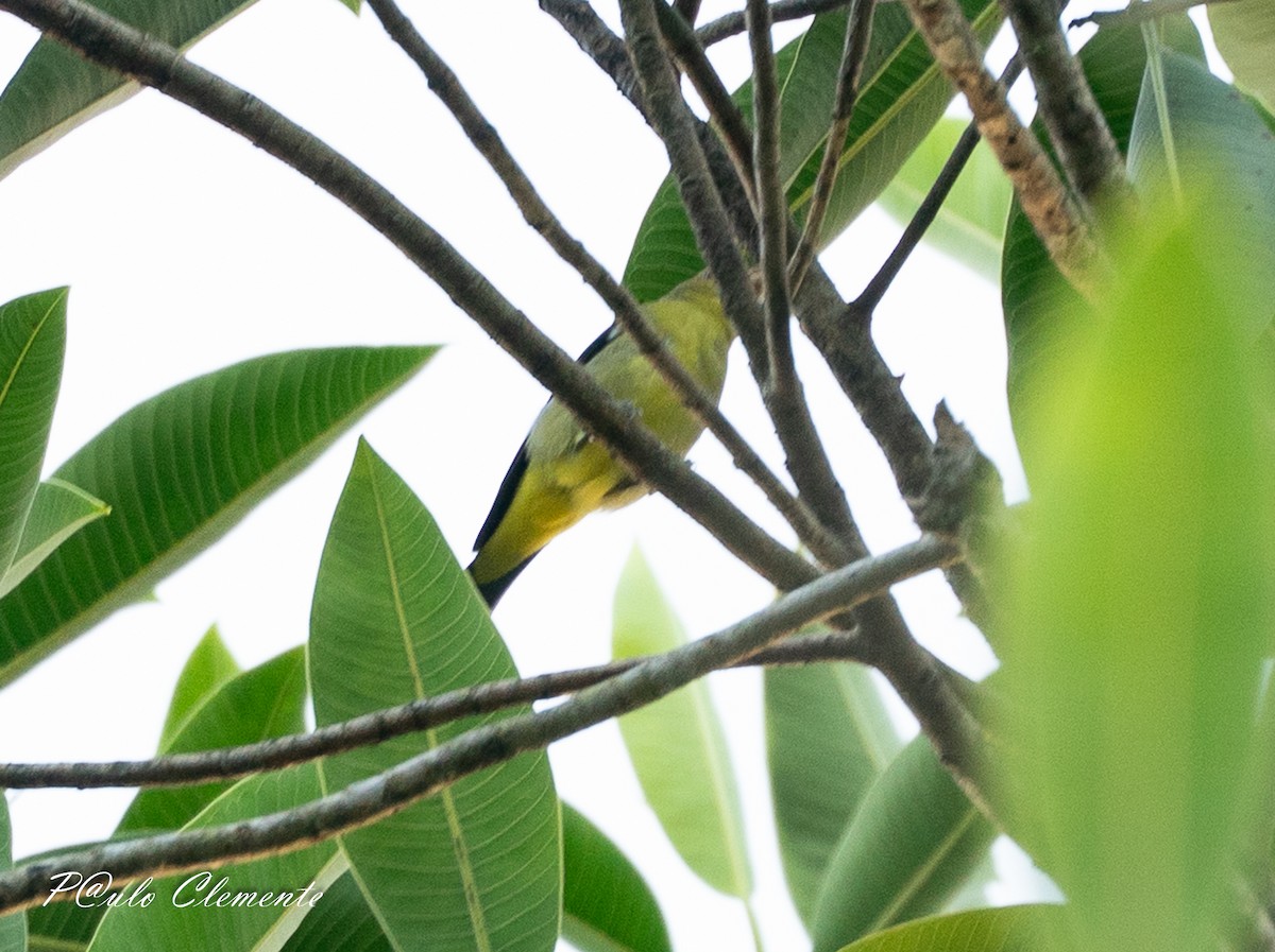 Scarlet Tanager - ML649216029