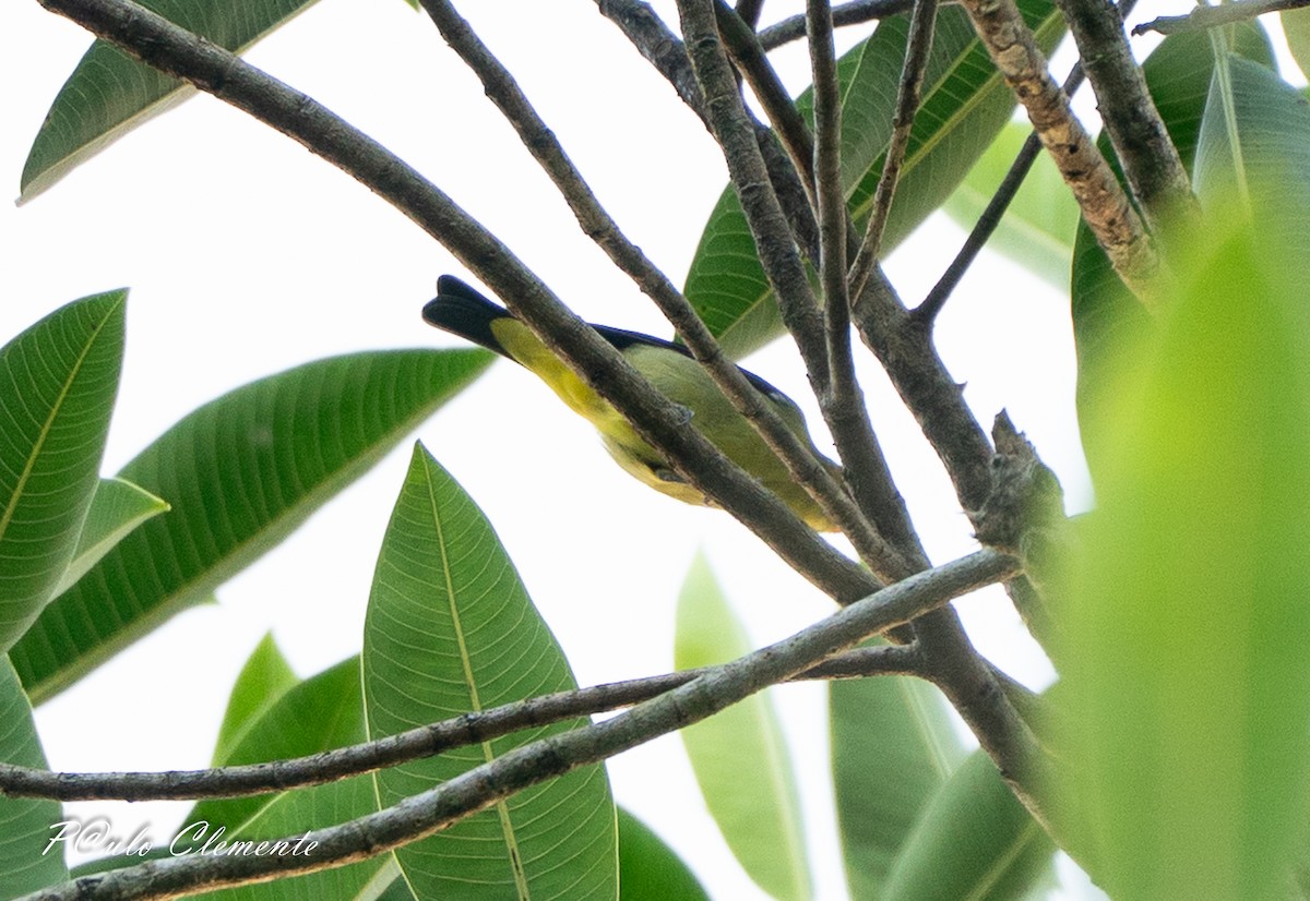 Scarlet Tanager - ML649216030