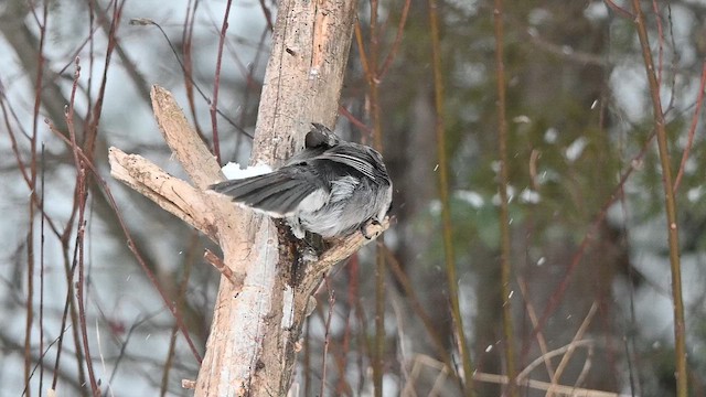 Canada Jay - ML649216071