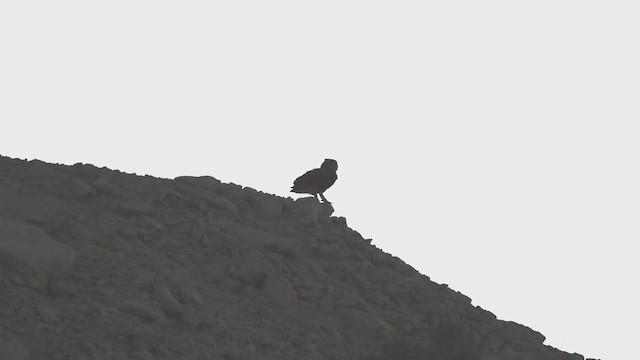 Pharaoh Eagle-Owl - ML649216130