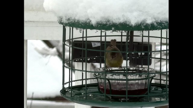 Orange-crowned Warbler - ML649216240