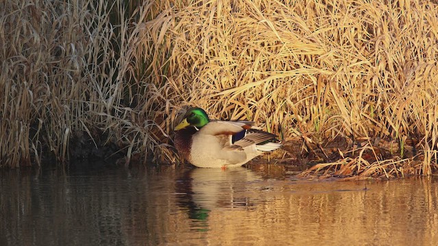 Mallard - ML649216338