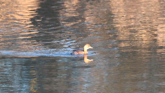 Little Grebe - ML649216339