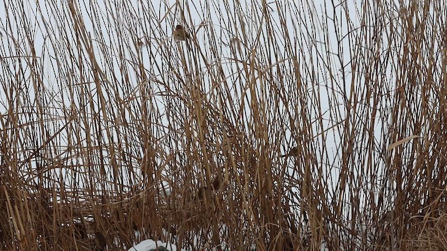 Vinous-throated Parrotbill - ML649216414