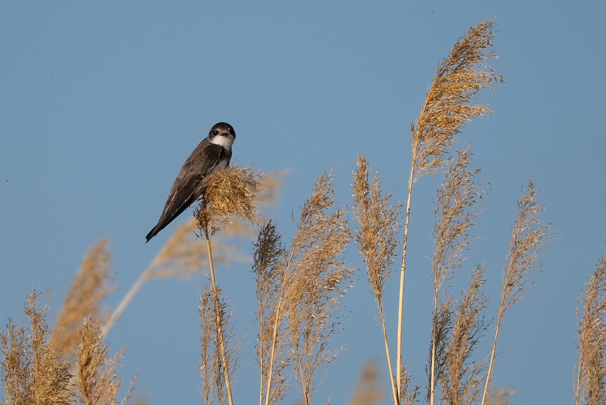 Береговушка - ML649216466