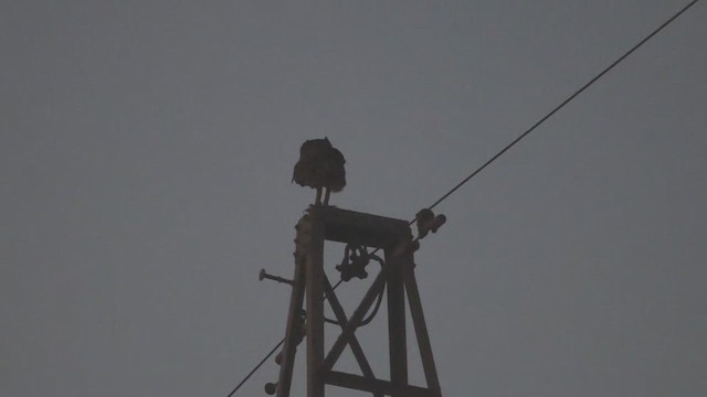 Pharaoh Eagle-Owl - ML649216487