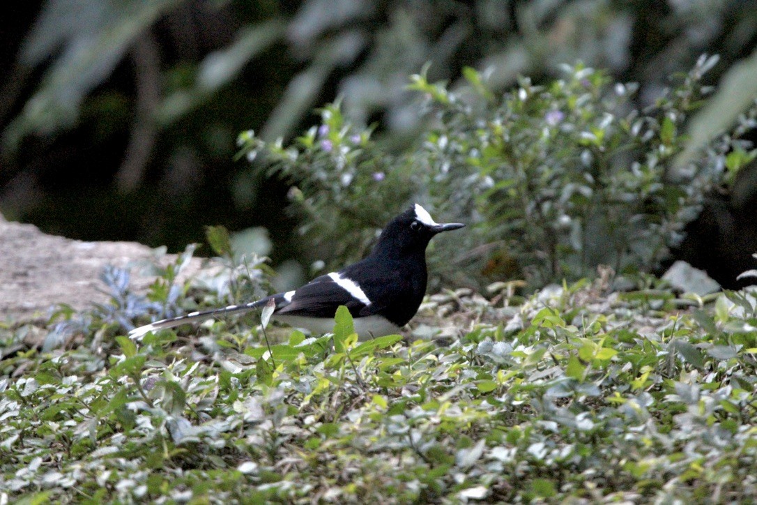 White-crowned Forktail (Northern) - ML649216548