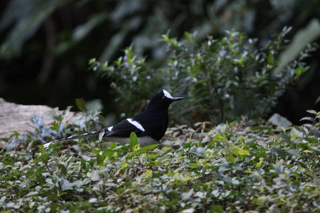 White-crowned Forktail (Northern) - ML649216549