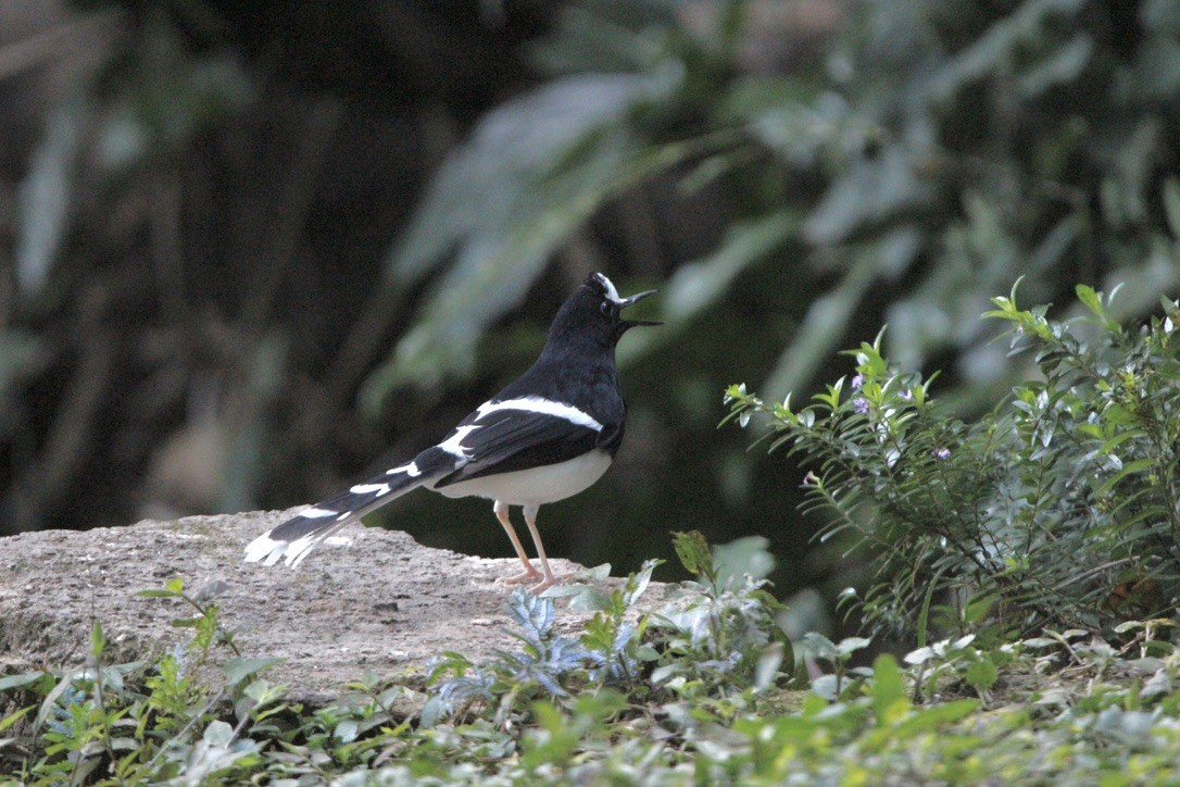 White-crowned Forktail (Northern) - ML649216567