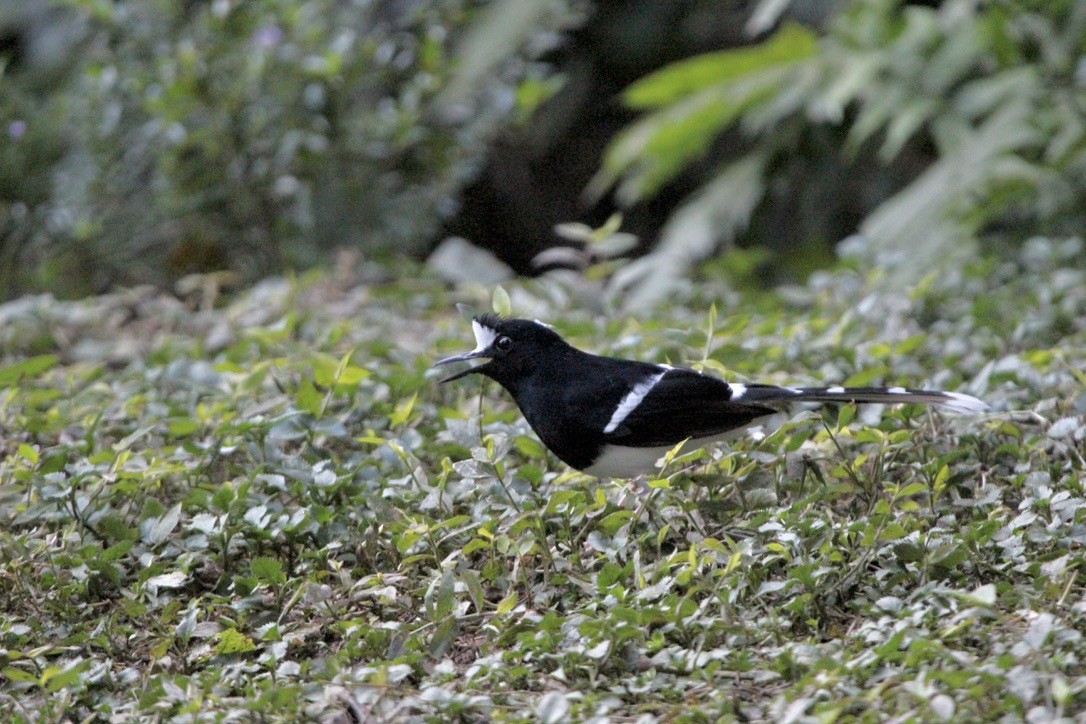 White-crowned Forktail (Northern) - ML649216568