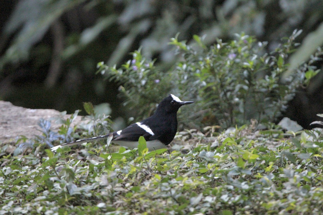 White-crowned Forktail (Northern) - ML649216569