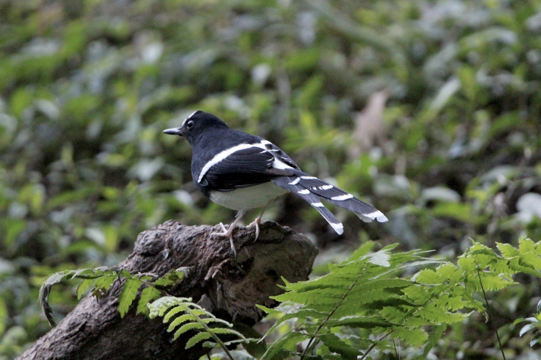 White-crowned Forktail (Northern) - ML649216570