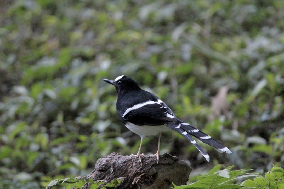 White-crowned Forktail (Northern) - ML649216659