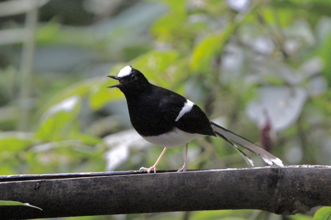 White-crowned Forktail (Northern) - ML649216660
