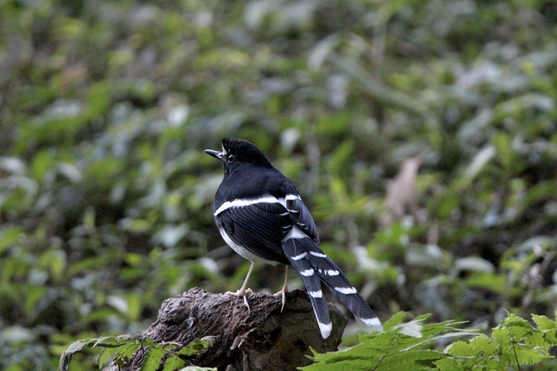 White-crowned Forktail (Northern) - ML649216668