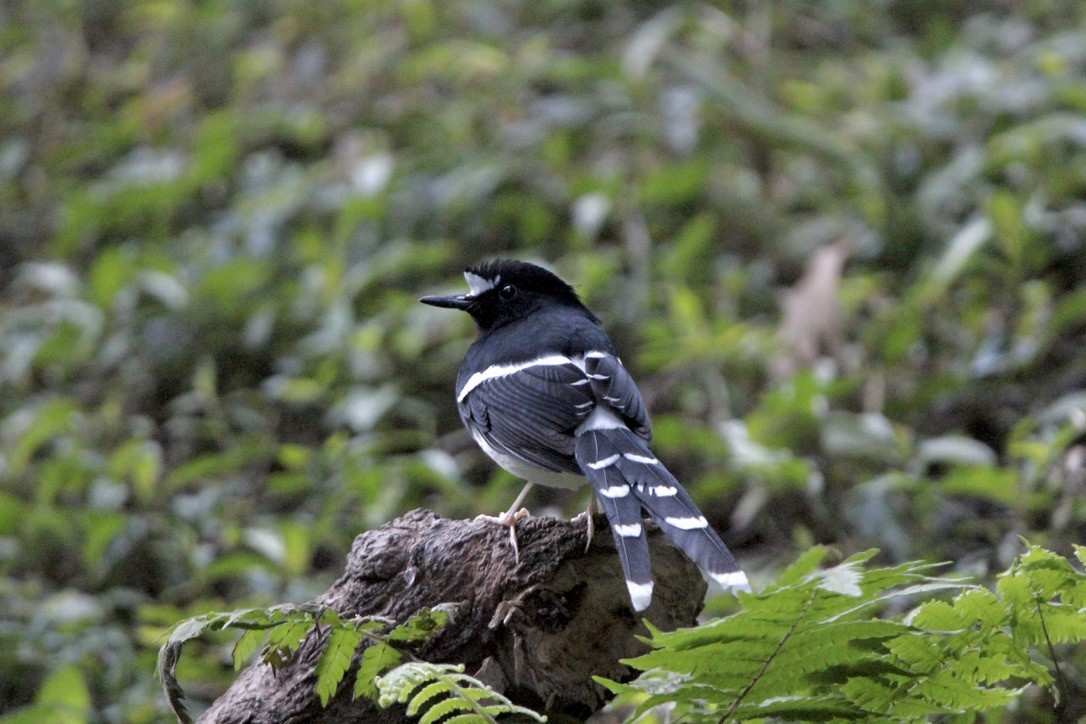 White-crowned Forktail (Northern) - ML649216669
