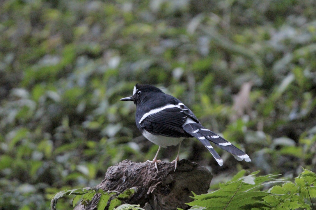 White-crowned Forktail (Northern) - ML649216670