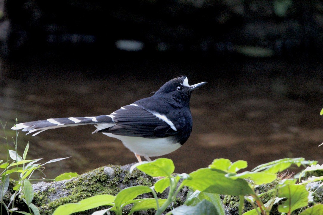 White-crowned Forktail (Northern) - ML649216728