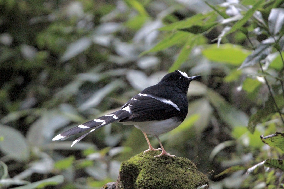 White-crowned Forktail (Northern) - ML649216729