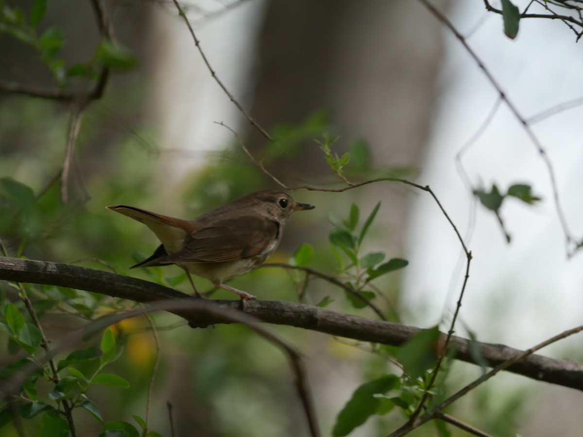 Hermit Thrush - ML649216853