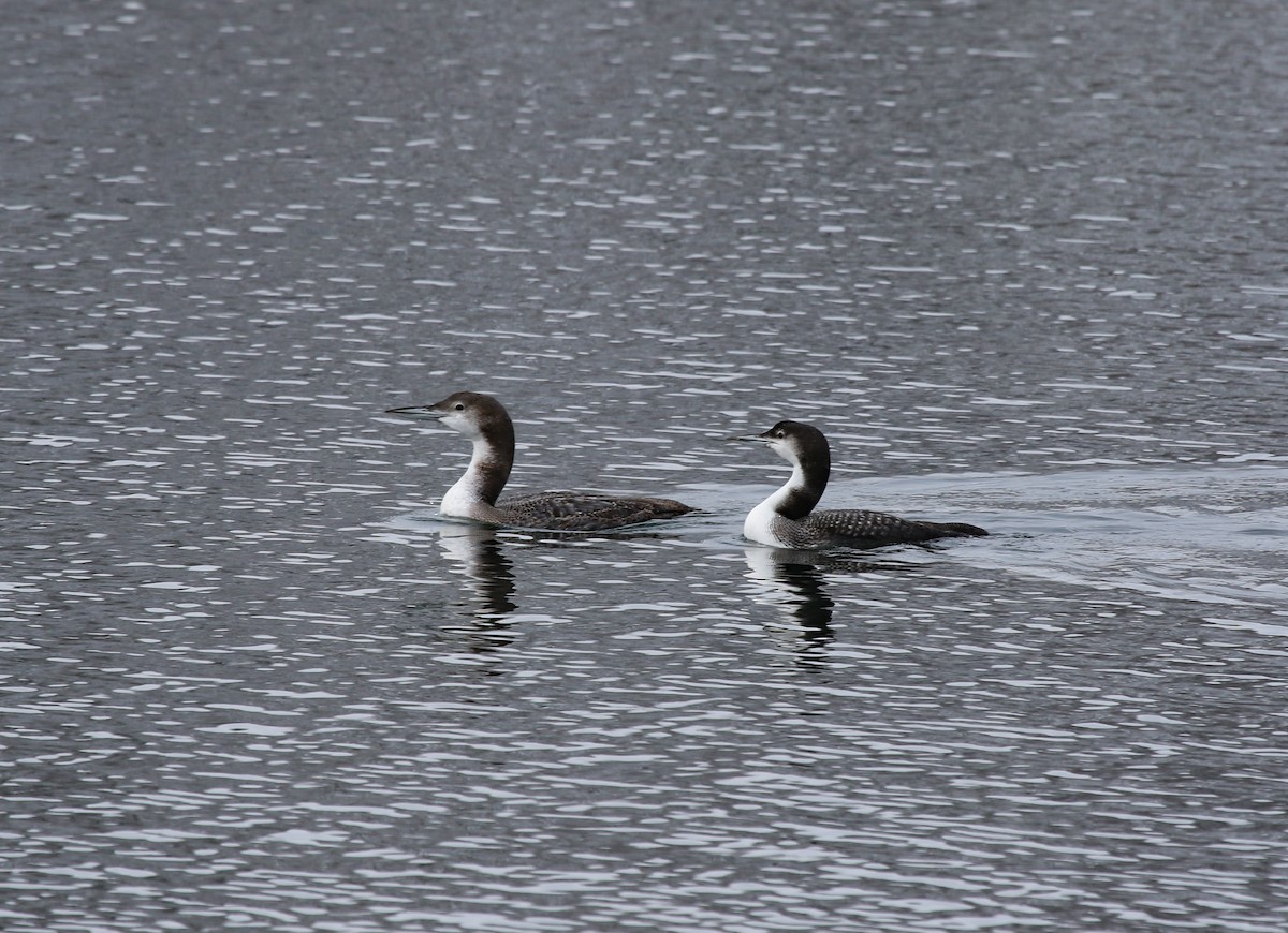 Buz Dalgıcı - ML649216887