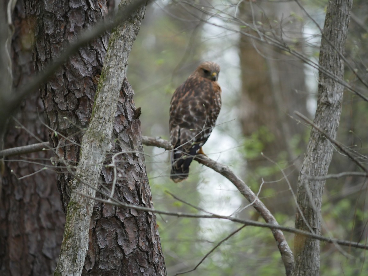 Red-shouldered Hawk - ML649216921