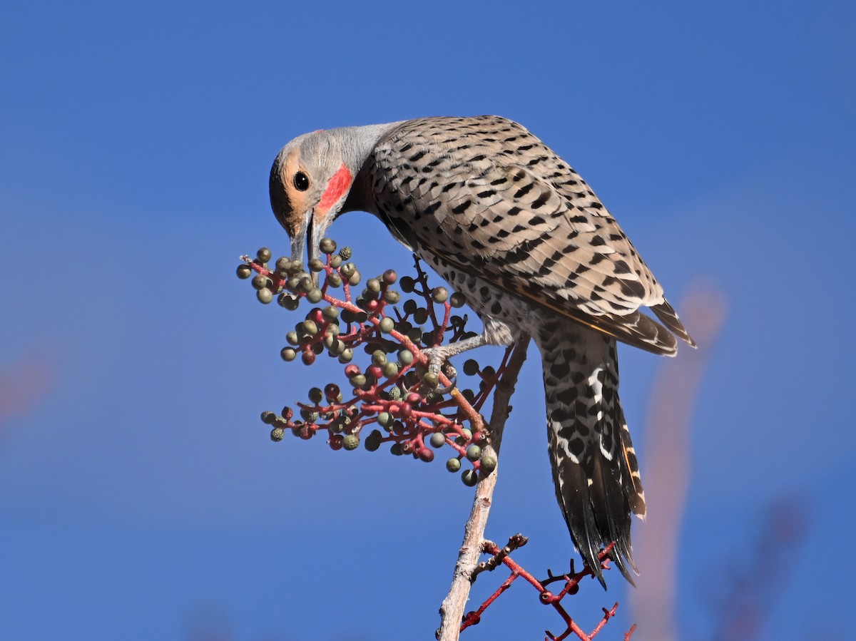 Northern Flicker - ML649216995