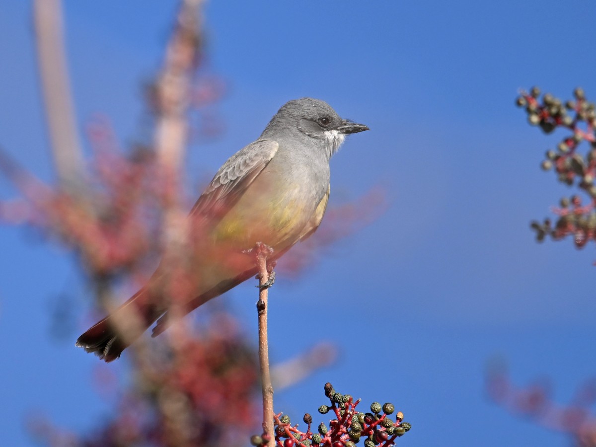 Cassin's Kingbird - ML649217006