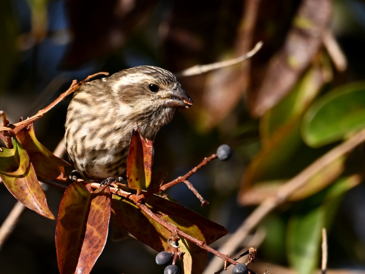 Purple Finch - ML649217018