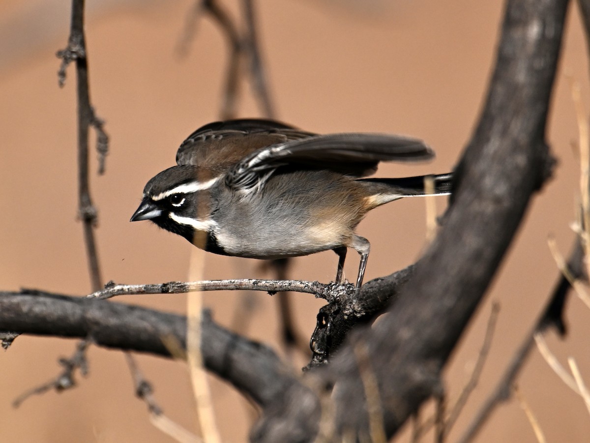 Black-throated Sparrow - ML649217036
