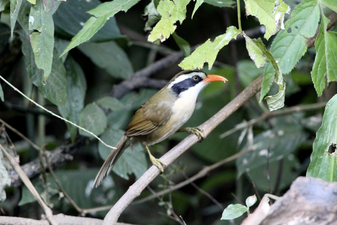 Силамбан буроголовий - ML649217071