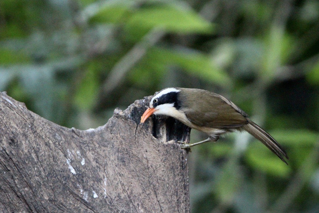 Силамбан буроголовий - ML649217128