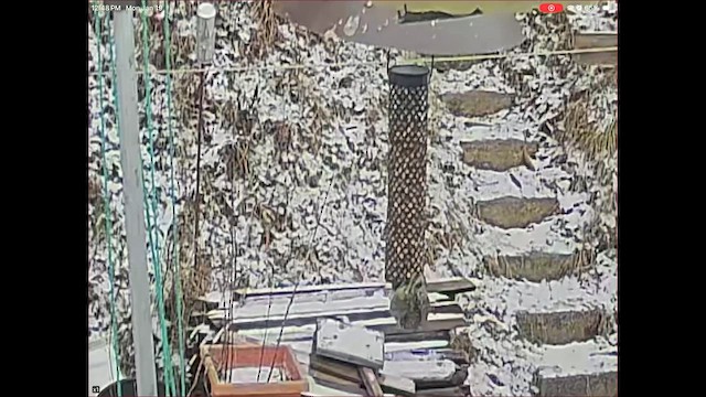 Yellow-bellied Sapsucker - ML649217174