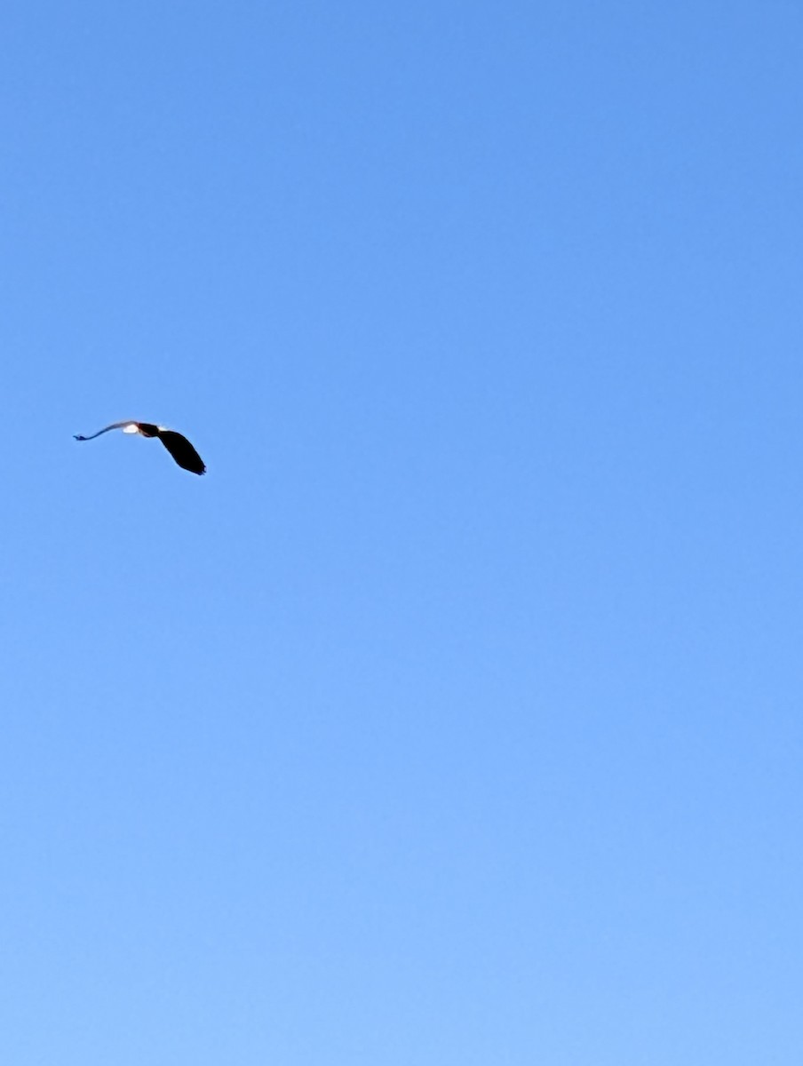 Bald Eagle - ML649217220