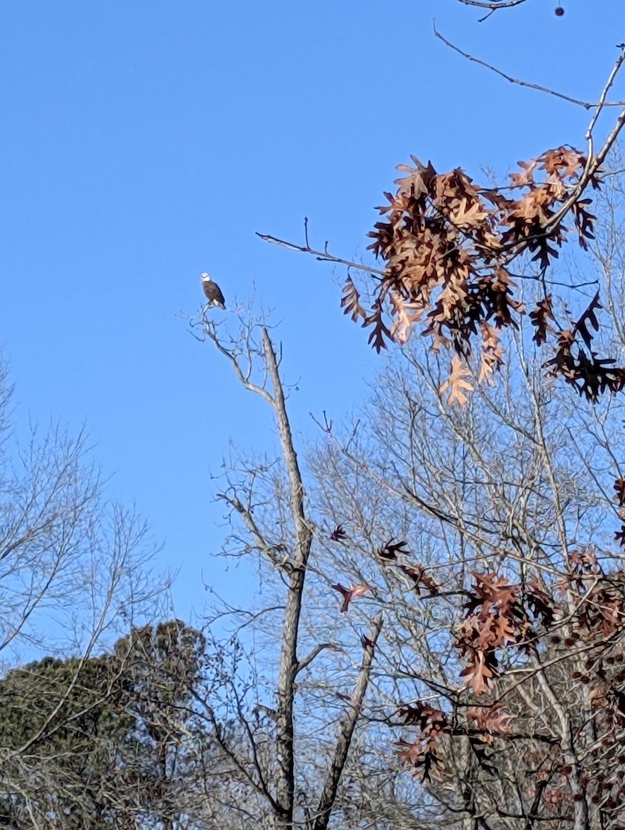 Bald Eagle - ML649217223